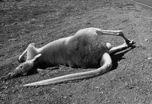 PMB "Australia"  1988, Murray Bognovitz